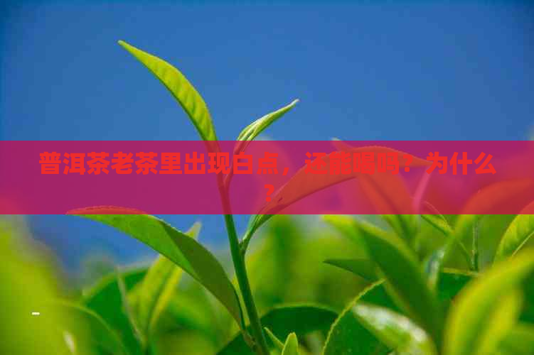 普洱茶老茶里出现白点，还能喝吗？为什么？