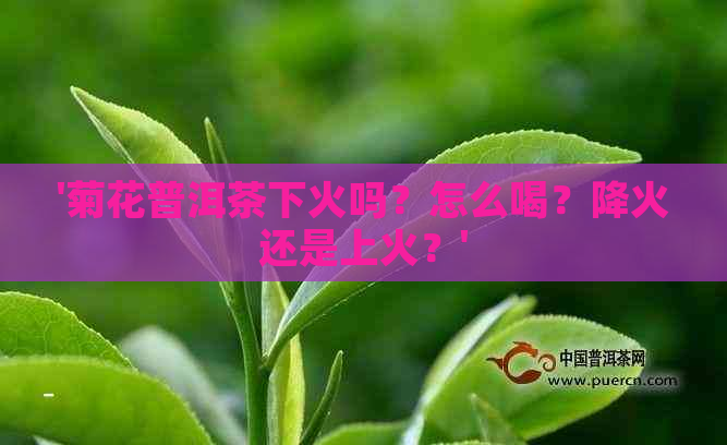 '菊花普洱茶下火吗？怎么喝？降火还是上火？'