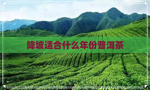 降坡适合什么年份普洱茶