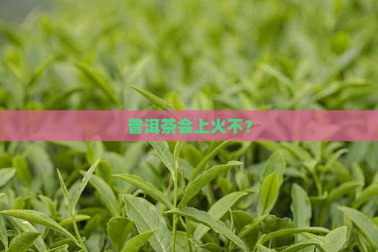 普洱茶会上火不？