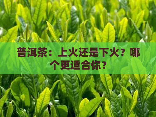 普洱茶：上火还是下火？哪个更适合你？