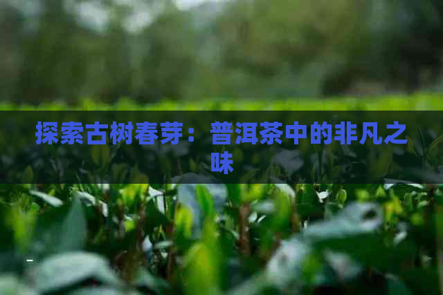 探索古树春芽：普洱茶中的非凡之味