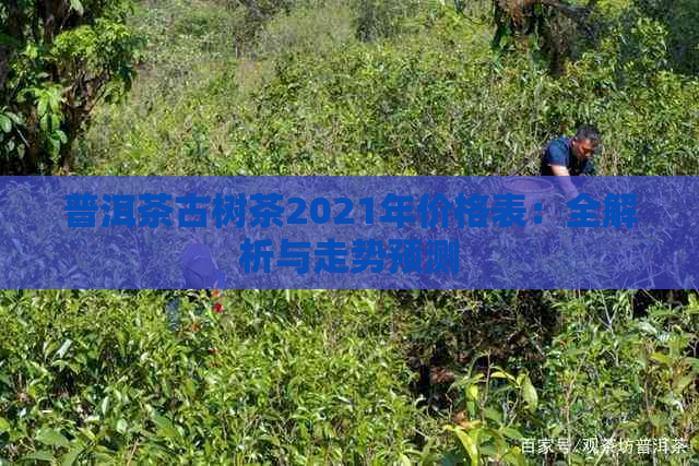 普洱茶古树茶2021年价格表：全解析与走势预测