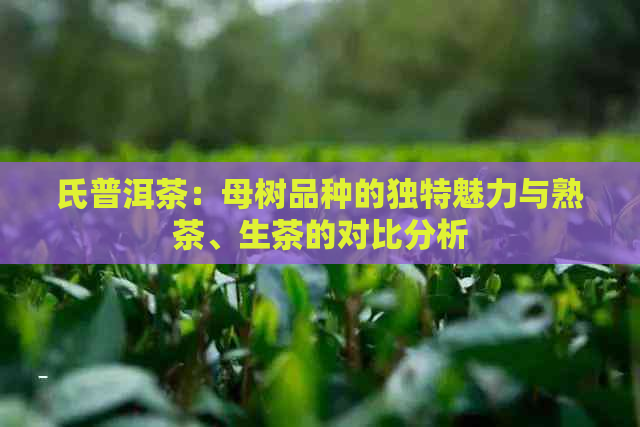 氏普洱茶：母树品种的独特魅力与熟茶、生茶的对比分析