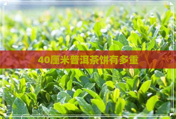 40厘米普洱茶饼有多重