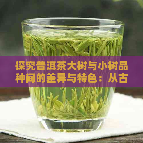 探究普洱茶大树与小树品种间的差异与特色：从古树到新生力量