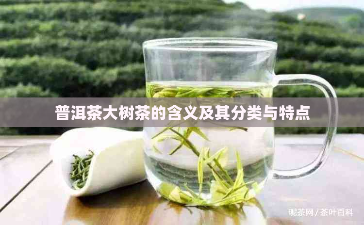 普洱茶大树茶的含义及其分类与特点