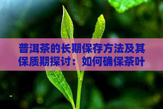 普洱茶的长期保存方法及其保质期探讨：如何确保茶叶品质和风味几十年不变？