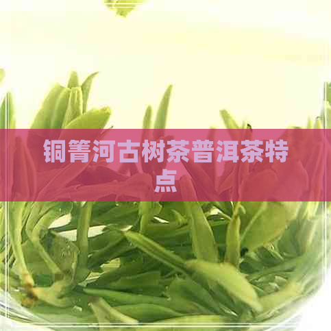 铜箐河古树茶普洱茶特点