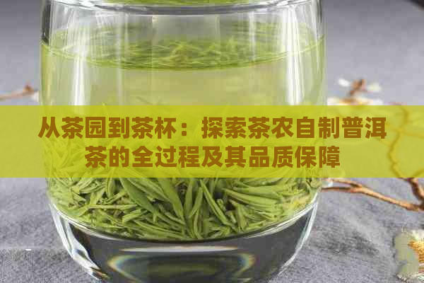 从茶园到茶杯：探索茶农自制普洱茶的全过程及其品质保障