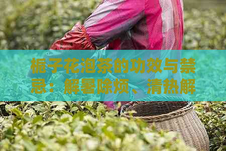 栀子花泡茶的功效与禁忌：解暑除烦、清热解，但孕妇及高血压患者忌用。