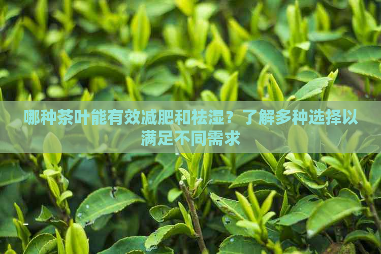 哪种茶叶能有效减肥和祛湿？了解多种选择以满足不同需求