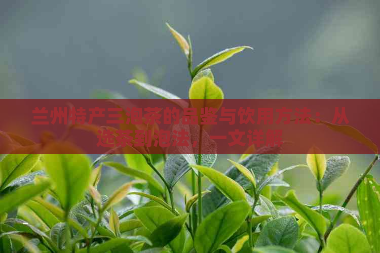 兰州特产三泡茶的品鉴与饮用方法：从选茶到泡法，一文详解