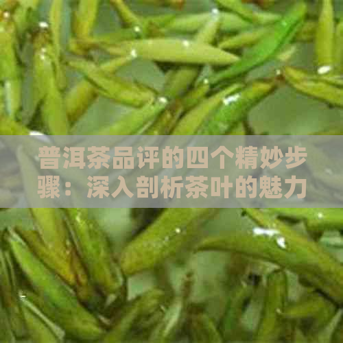 普洱茶品评的四个精妙步骤：深入剖析茶叶的魅力与程序