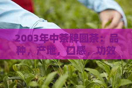 2003年中茶牌圆茶：品种，产地，口感，功效与泡法全面解析