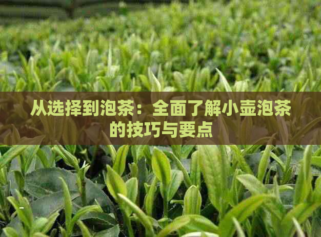 从选择到泡茶：全面了解小壶泡茶的技巧与要点