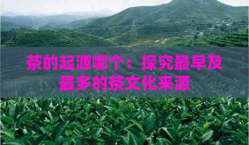 茶的起源哪个：探究最早及最多的茶文化来源