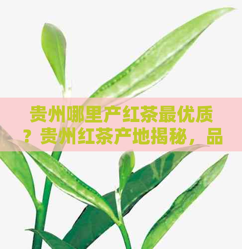 贵州哪里产红茶更优质？贵州红茶产地揭秘，品味最出名的红茶！