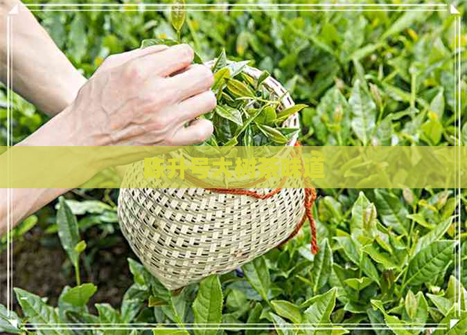 陈升号大树茶味道