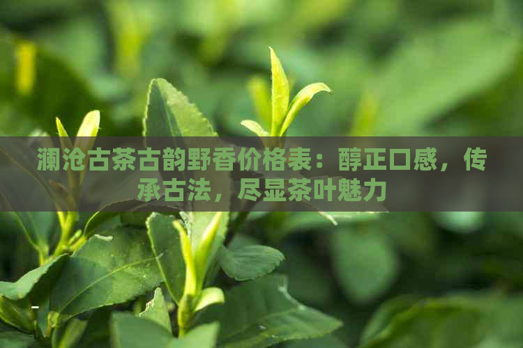 澜沧古茶古韵野香价格表：醇正口感，传承古法，尽显茶叶魅力