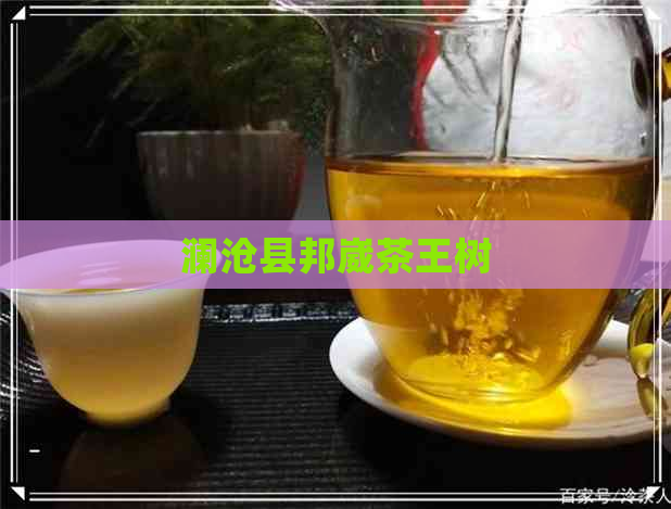 澜沧县邦崴茶王树