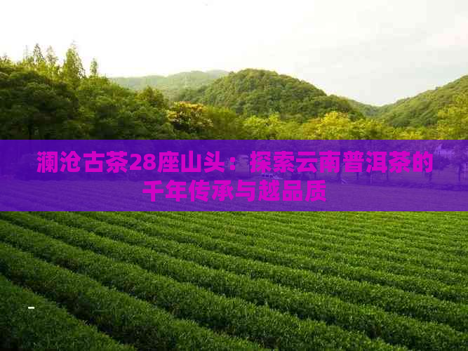 澜沧古茶28座山头：探索云南普洱茶的千年传承与越品质