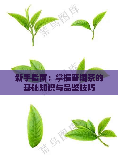 新手指南：掌握普洱茶的基础知识与品鉴技巧