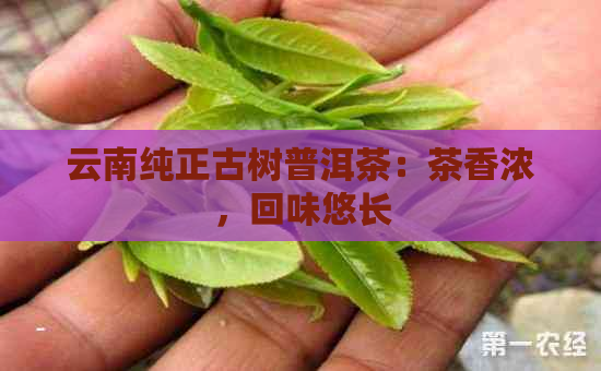 云南纯正古树普洱茶：茶香浓，回味悠长