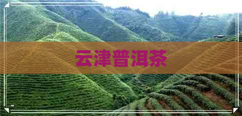 云津普洱茶