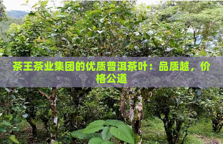 茶王茶业集团的优质普洱茶叶：品质越，价格公道