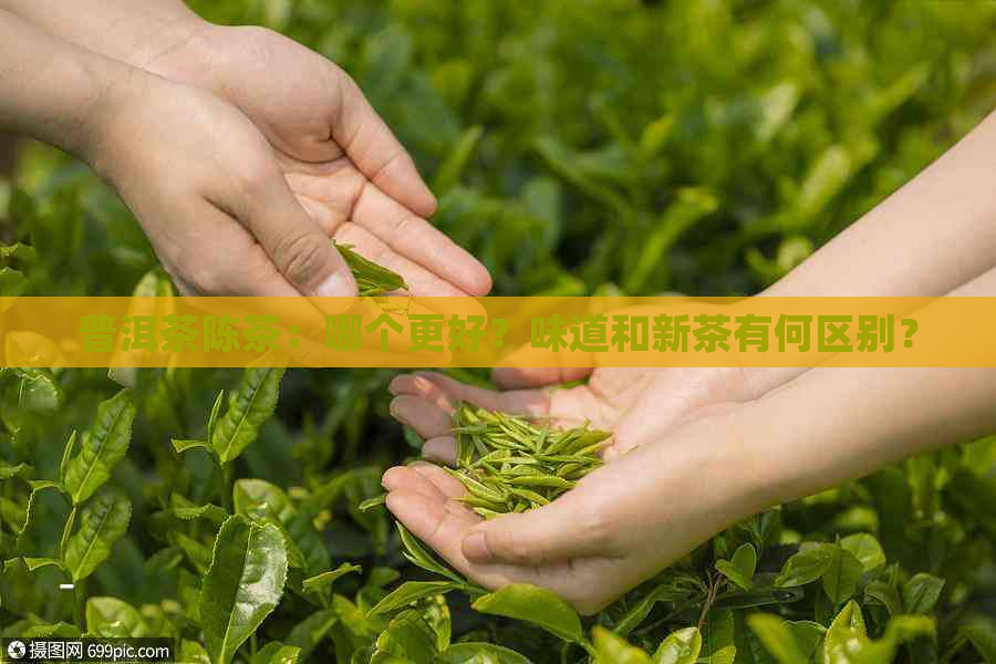 普洱茶陈茶：哪个更好？味道和新茶有何区别？