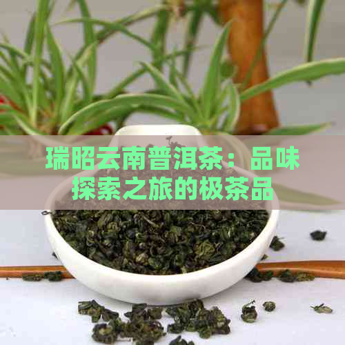 瑞昭云南普洱茶：品味探索之旅的极茶品