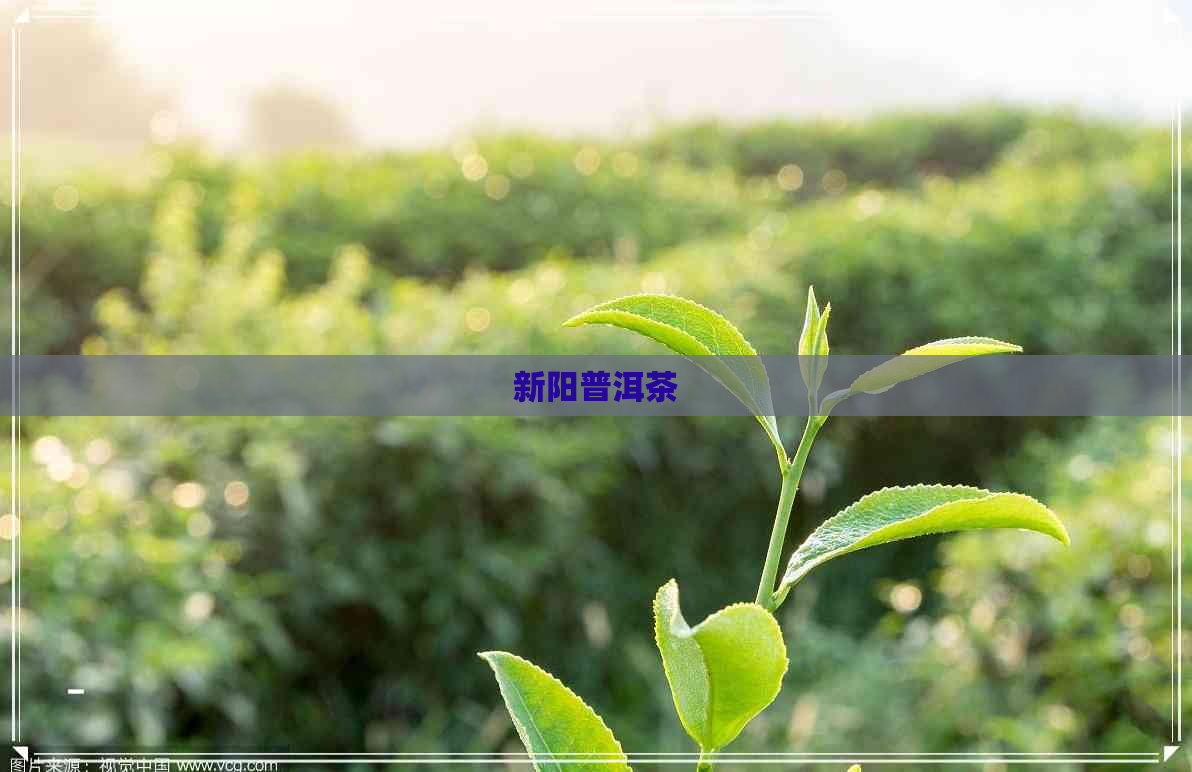 新阳普洱茶