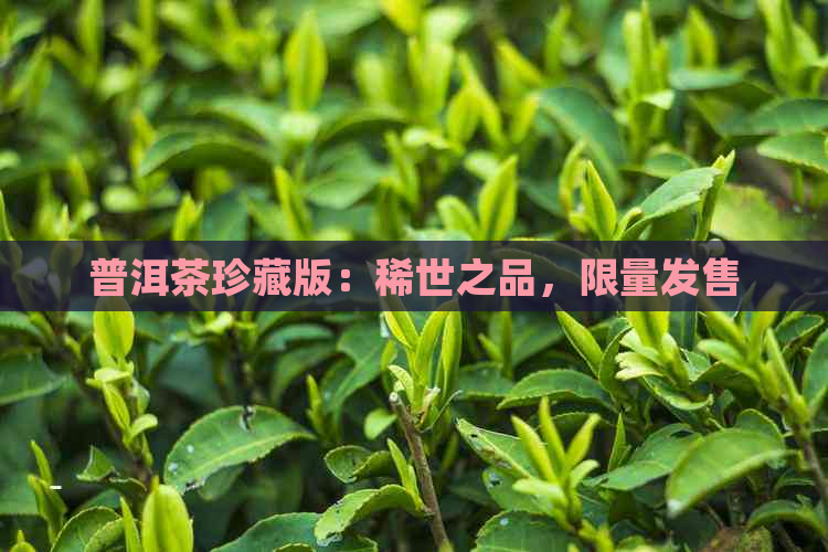 普洱茶珍藏版：稀世之品，限量发售