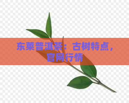 东莱普洱茶：古树特点，官网行情