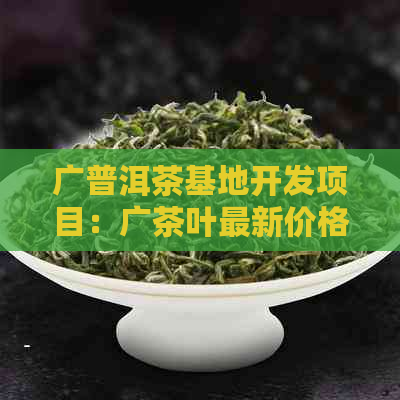 广普洱茶基地开发项目：广茶叶最新价格与广丰茶厂普洱茶的关系