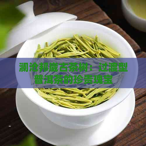 澜沧邦崴古茶树：过渡型普洱茶的珍贵瑰宝