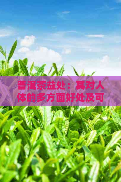 普洱茶益处：其对人体的多方面好处及可能的坏处