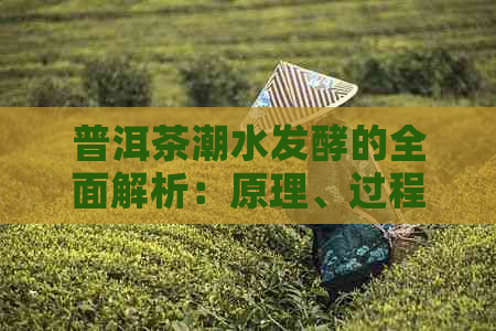 普洱茶潮水发酵的全面解析：原理、过程与品鉴技巧