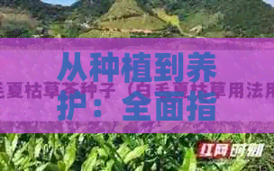 从种植到养护：全面指南普洱桉树的培育与优化