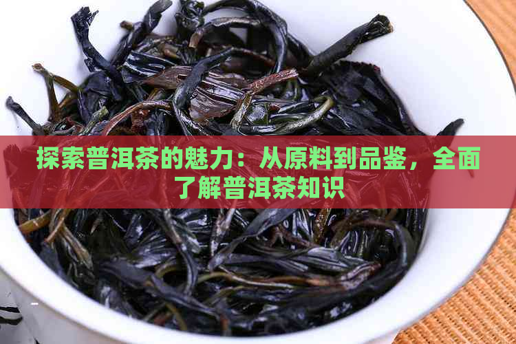 探索普洱茶的魅力：从原料到品鉴，全面了解普洱茶知识