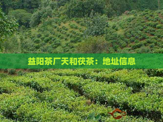 益阳茶厂天和茯茶：地址信息