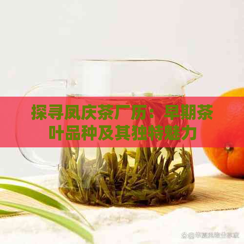 探寻凤庆茶厂历：早期茶叶品种及其独特魅力