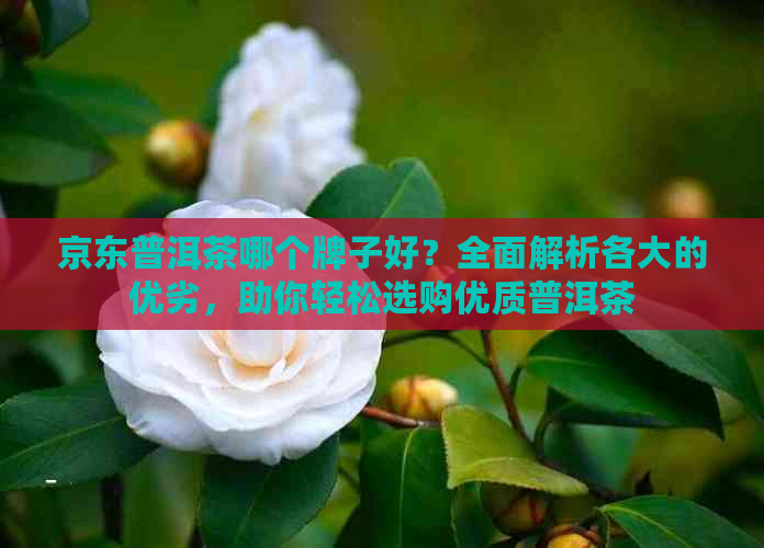 京东普洱茶哪个牌子好？全面解析各大的优劣，助你轻松选购优质普洱茶