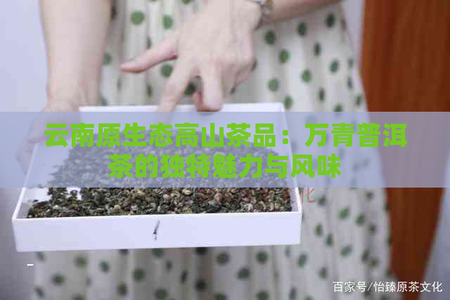 云南原生态高山茶品：万青普洱茶的独特魅力与风味