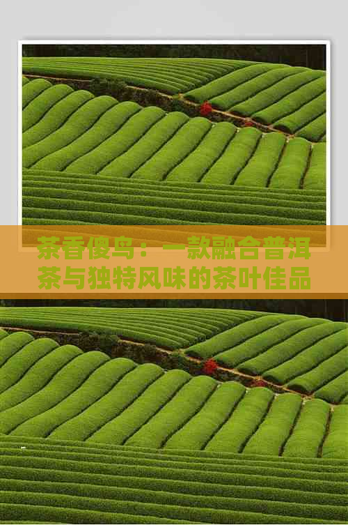 茶香傻鸟：一款融合普洱茶与独特风味的茶叶佳品