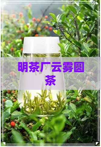 明茶厂云雾圆茶