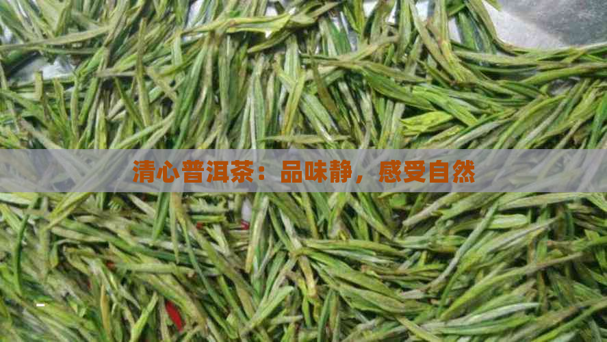 清心普洱茶：品味静，感受自然