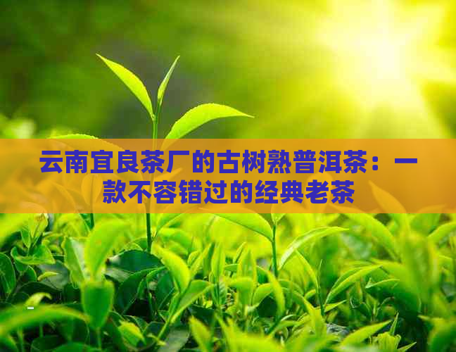 云南宜良茶厂的古树熟普洱茶：一款不容错过的经典老茶