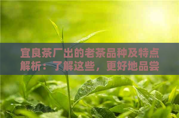 宜良茶厂出的老茶品种及特点解析：了解这些，更好地品尝和欣老茶的魅力